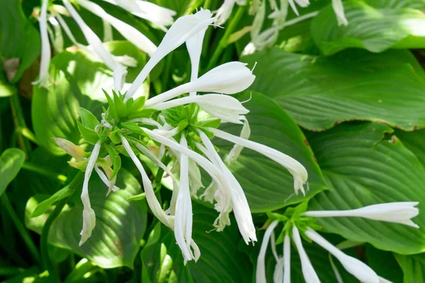 Garden plant Hosta flowering in the garden. selective focus — 스톡 사진