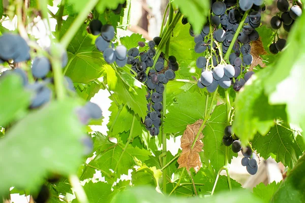 Rijpe zwarte druiven. fruit oogsten op een zonnige dag. biologisch fruit in de tuin — Stockfoto