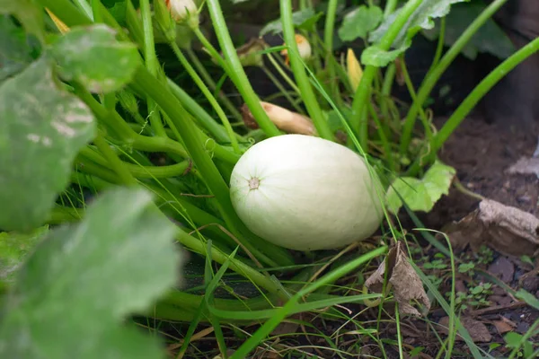 Zucchini oogst. Biologische groenten verbouwen — Stockfoto