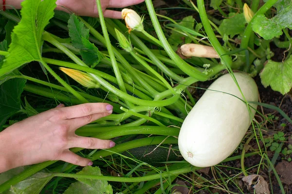 Dovlecei sau fructe de courgette, alimente proaspete de legume în creștere, culese în propria dvs. grădină ecologică — Fotografie, imagine de stoc