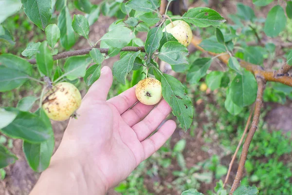 Krankheiten der Blätter von Apfelpflanzen. Ein Bauer kontrolliert eine Buschpflanze, um Blätter gegen Parasiten zu behandeln — Stockfoto