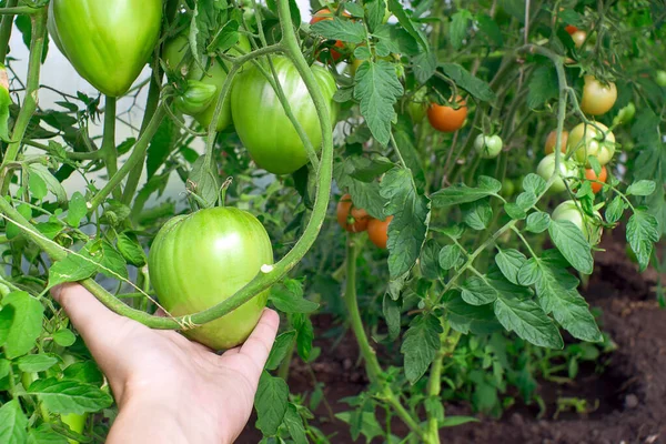 Los controles de los agricultores de tomates maduros, el rendimiento de las grandes verduras biológicas. tomates verdes en el invernadero —  Fotos de Stock