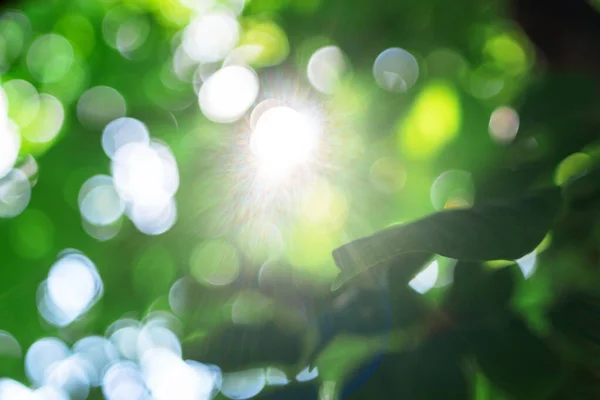 Conceito de dia da Terra. abstrato borrado bonito suave verde prado luz bokeh. foco seletivo fundo turvo — Fotografia de Stock