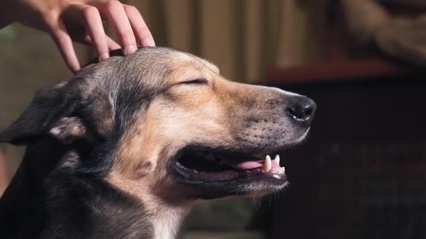 Retrato de cerca de un perro. mano de una joven acariciando a su mascota favorita — Vídeos de Stock