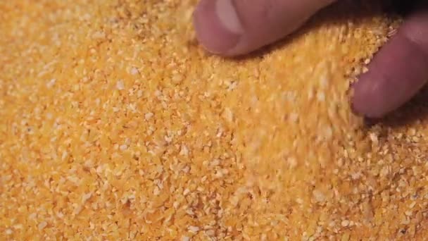 Corn grits närbild struktur mönster närbild. jordbrukarnas hand. livsmedelskoncept — Stockvideo