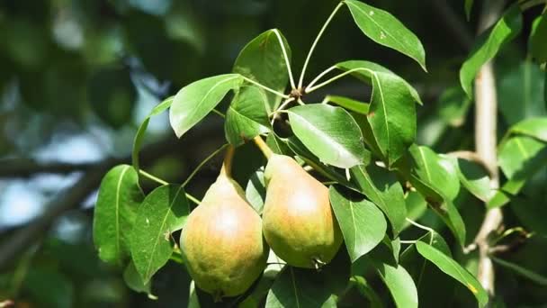 Ώριμα αχλάδια σε ένα κλαδί δέντρου μια φωτεινή ηλιόλουστη μέρα. βιολογικά φρούτα στον κήπο — Αρχείο Βίντεο