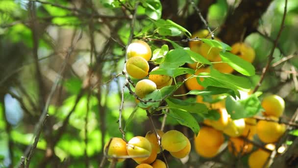 Damascos de laranja maduros no jardim em um dia ensolarado de verão. fruto biológico, colheita — Vídeo de Stock