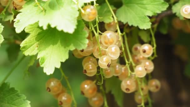 Groseille blanche sur les branches d'un arbuste. cultiver des baies dans le jardin . — Video