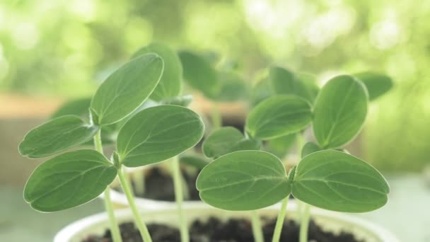 Brotos de folhas de pepinos. primeiras folhas cultivando legumes — Vídeo de Stock