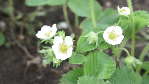 Η ανοιξιάτικη φράουλα φυτρώνει στο κρεβάτι. Λευκά άνθη φράουλας. — Αρχείο Βίντεο