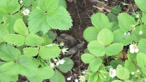 Bosaardbei Fragaria vesca op het moment van de bloei. Aardbeienplant met witte bloemen. — Stockvideo