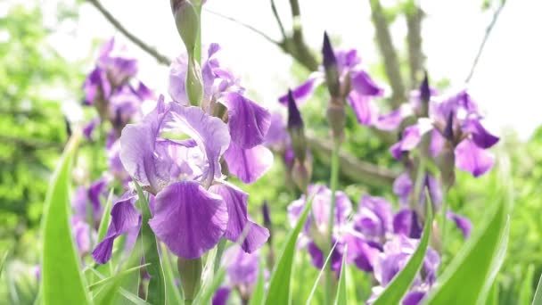 Lila Irisblüte in einem Feld von Schwertlilien. Natur, Landschaft, Flora, schöne Blumen — Stockvideo
