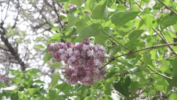 Lilac flowers on the branches of the tree. flowering plants of spring — 비디오