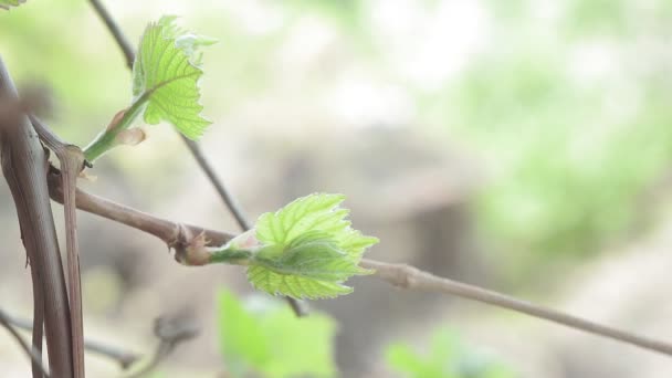 İlkbaharda ilk üzüm yaprakları, yakın plan. Asma, üzüm bağı yetiştiriyor. — Stok video