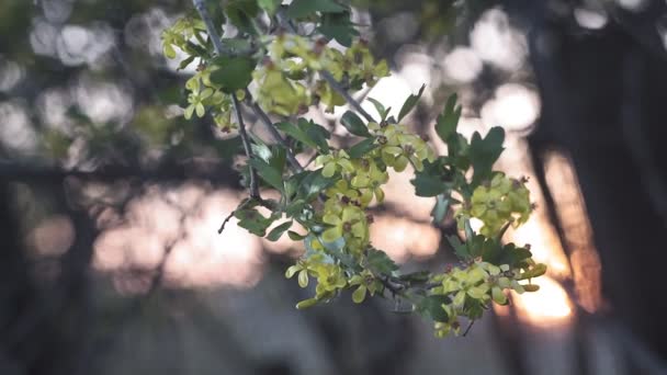 Fleurs jaunes de cassis, Ribes nigrum, ramifications dans le vent. Saison de printemps — Video