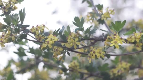 Blüte der schwarzen silbernen Johannisbeere an den Zweigen eines Strauches — Stockvideo