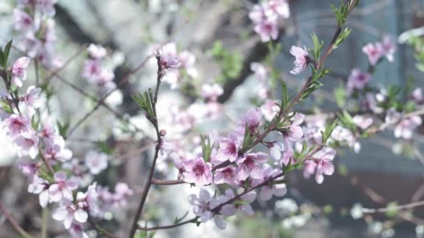 Schönen Frühling sonnigen floralen Hintergrund. Nahaufnahme von schönen Blumen von Aprikosenbaum isoliert bei blauem Himmel. Echtzeit voll — Stockvideo