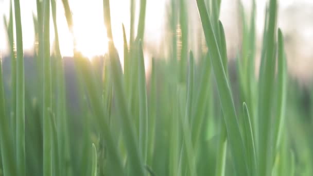 Coltivazione di cipolla piantagione nell'orto. Lush mazzi di cipolle verdi che crescono nel giardino primo piano. Cipolle da coltivazione biologica . — Video Stock