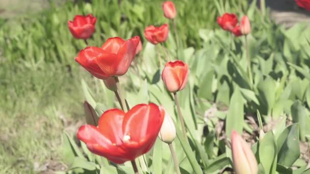 Egy tavaszi napon tulipánmező. Dekoratív tulipánvirág virágzás tavasszal. A természet szépsége — Stock videók