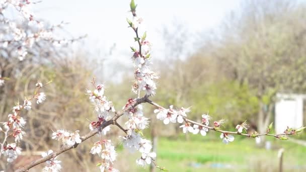 A árvore do damasco floresce na primavera. damascos em terras agrícolas no início da primavera, florescendo damascos — Vídeo de Stock