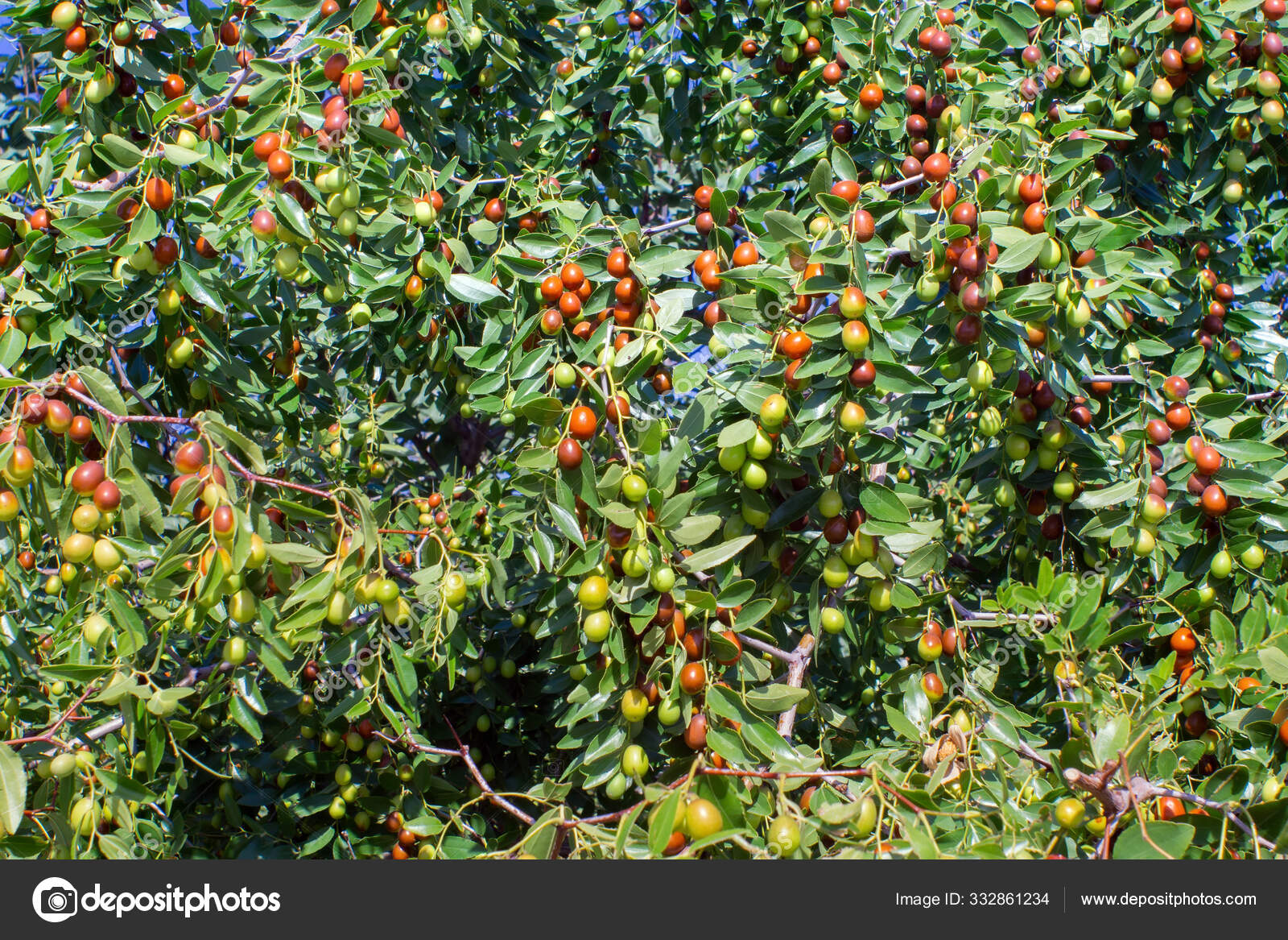 Jujube Fruit Or Drupe Latin Ziziphus Jujuba Ripening On A Bush Very Sweet Berry On The Plant Stock Photo By C Darksoul72