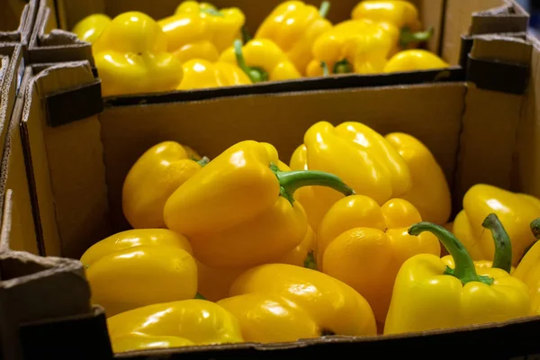 yellow bell peppers on the counter of russian farmer market. Summer harvest: the ripe garden tomatoes. Organic products. Healthy vegetarian food.
