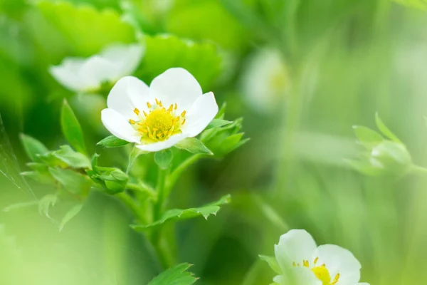 La fresa floreciente de primavera crece en la cama. Verano flores de fresa blanca . — Foto de Stock