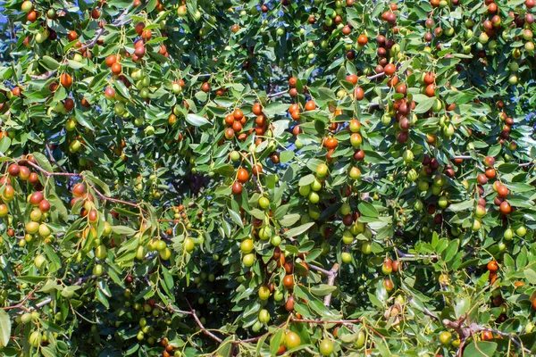 Jujube fruit or drupe Latin ziziphus jujuba ripening on a bush. very sweet berry on the plant — Stock Photo, Image
