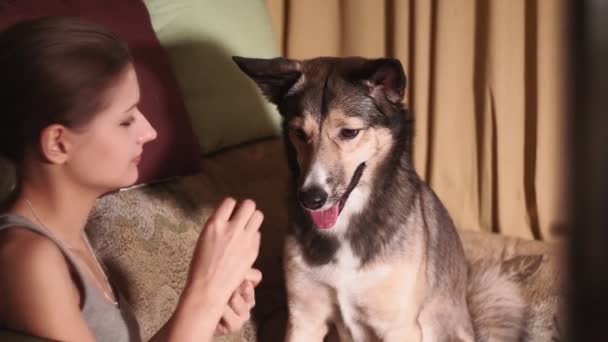 Jong meisje met een hond thuis, geef de hond te eten. huisdier — Stockvideo