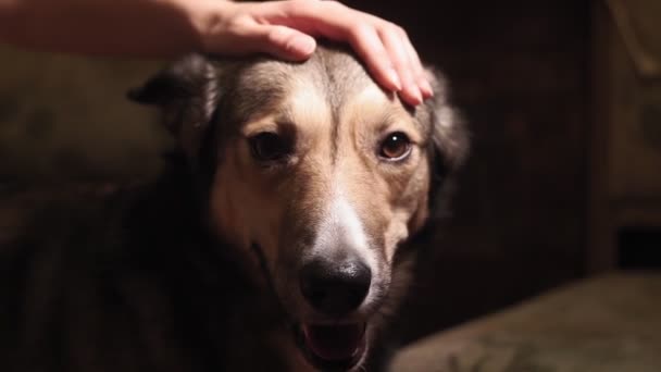 Nahaufnahme Porträt eines Hundes. das Mädchen streichelt den Hund, das Haustier, das Haus — Stockvideo