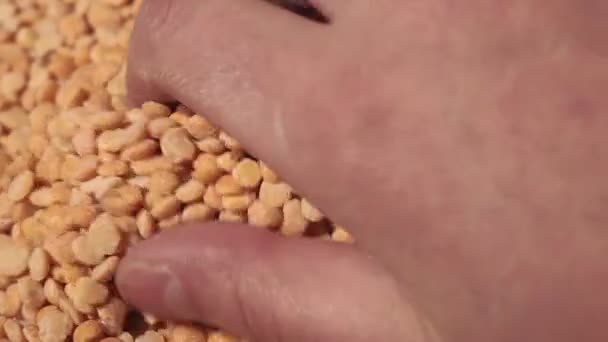 Dry peas close-up, hand checks peas. agricultural industry. — 비디오