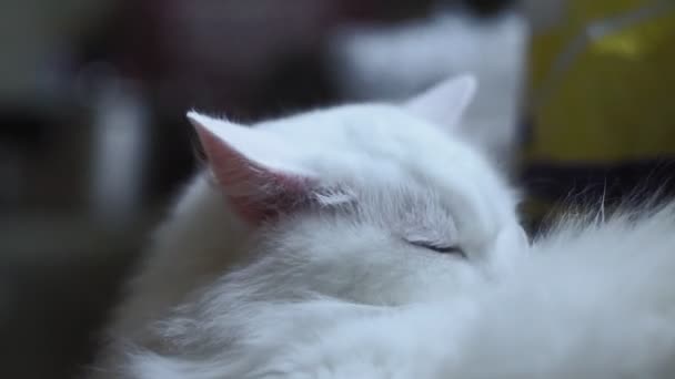 Witte kat likken vacht close-up — Stockvideo