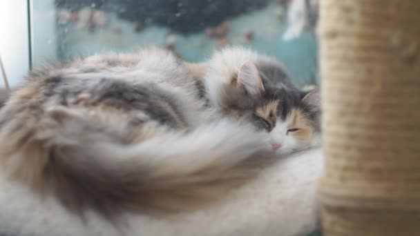 Fluffig tabby katt sover, selektivt fokus, närbild — Stockvideo