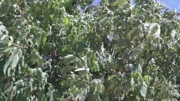 Valnötsträd i vinden. organiska nötter, grenar i vinden, stark vind — Stockvideo