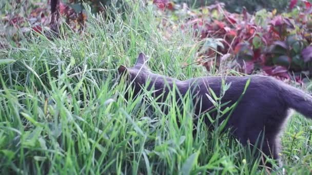 Gri kedi yavrusu yazın ve baharda bahçede ot yer. — Stok video