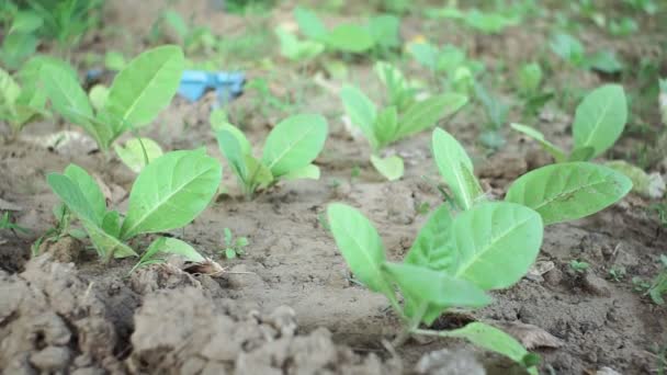 Tabak Virginia die tabak verbouwt. veld voor de teelt van plantaardige tabaksproducten — Stockvideo