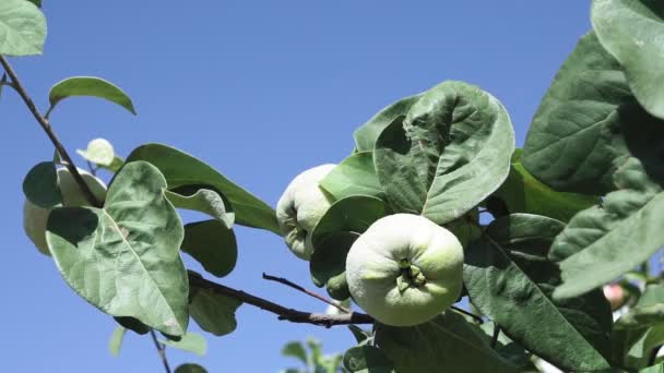 Κυδώνια σε κλαδιά δέντρων βιολογικά φρούτα στον κήπο — Αρχείο Βίντεο