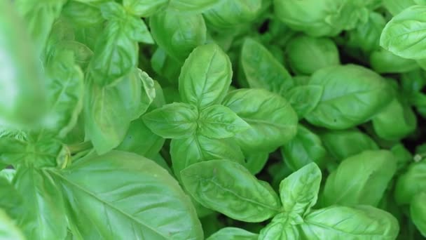 Green mint close-up background. Growing organic mint close up. — 비디오