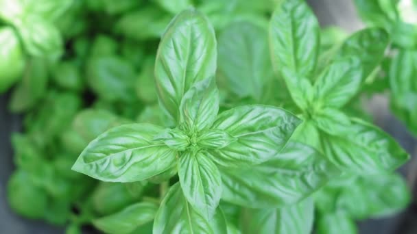 Mint Fresh mint leaf background closeup. Growing organic mint close up. — Stock Video