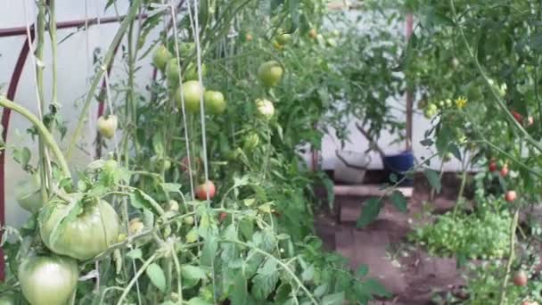 Grüne Tomaten, die auf einem Zweig in einem Gewächshaus wachsen und reifen. Fötus der Tomatenpflanze im Gewächshaus. Gemüseanbau. Agrargeschäft. — Stockvideo