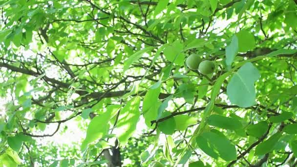 Ořechový strom za jasného slunečného dne. organické zdravé ovoce, ořechy, rostoucí rostliny — Stock video