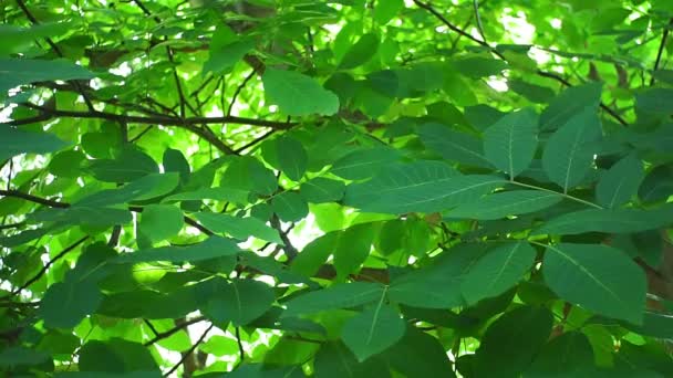 Walnotenboom op een heldere zonnige dag, de zon door de takken van de boom, lens schittering. biologisch gezond fruit, noten, groeiende planten — Stockvideo