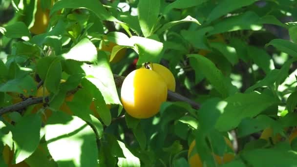 Rama de árboles con frutas. frutas cereza ciruela colores en las ramas de un árbol balanceándose en el viento en el jardín en el día soleado. Enfoque selectivo . — Vídeos de Stock