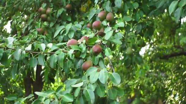 Birnenobst an den Zweigen eines Baumes, der sich an sonnigen Tagen im Wind im Garten wiegt. Selektiver Fokus. — Stockvideo