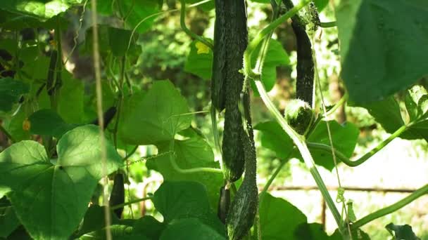 Large ripe green cucumber on branch in dewdrops in greenhouse. Harvest time. Fresh organic vegetables concept. Vegan food — 비디오