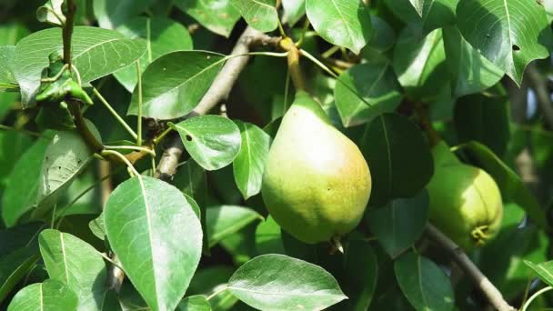 Mogna päron på fruktträd en lantgård. Landskapsfotografering. Begreppet hälsosam kost. Närbild. — Stockvideo