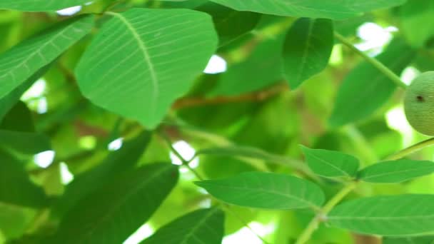 Metraje de nueces verdes rasgando en la rama del árbol de cerca. frutos secos ecológicos — Vídeo de stock