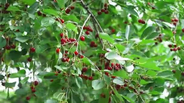Cerejas vermelhas maduras nos ramos de uma árvore no jardim. cultivo de frutas orgânicas no jardim — Vídeo de Stock