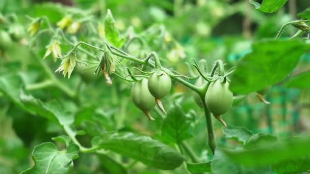 Green tomatoes flowering tomatoes. growing organic vegetables — 비디오