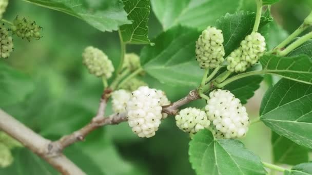 Bagas de amoreira brancas em um ramo de árvore. cultivo de bagas e frutos orgânicos — Vídeo de Stock